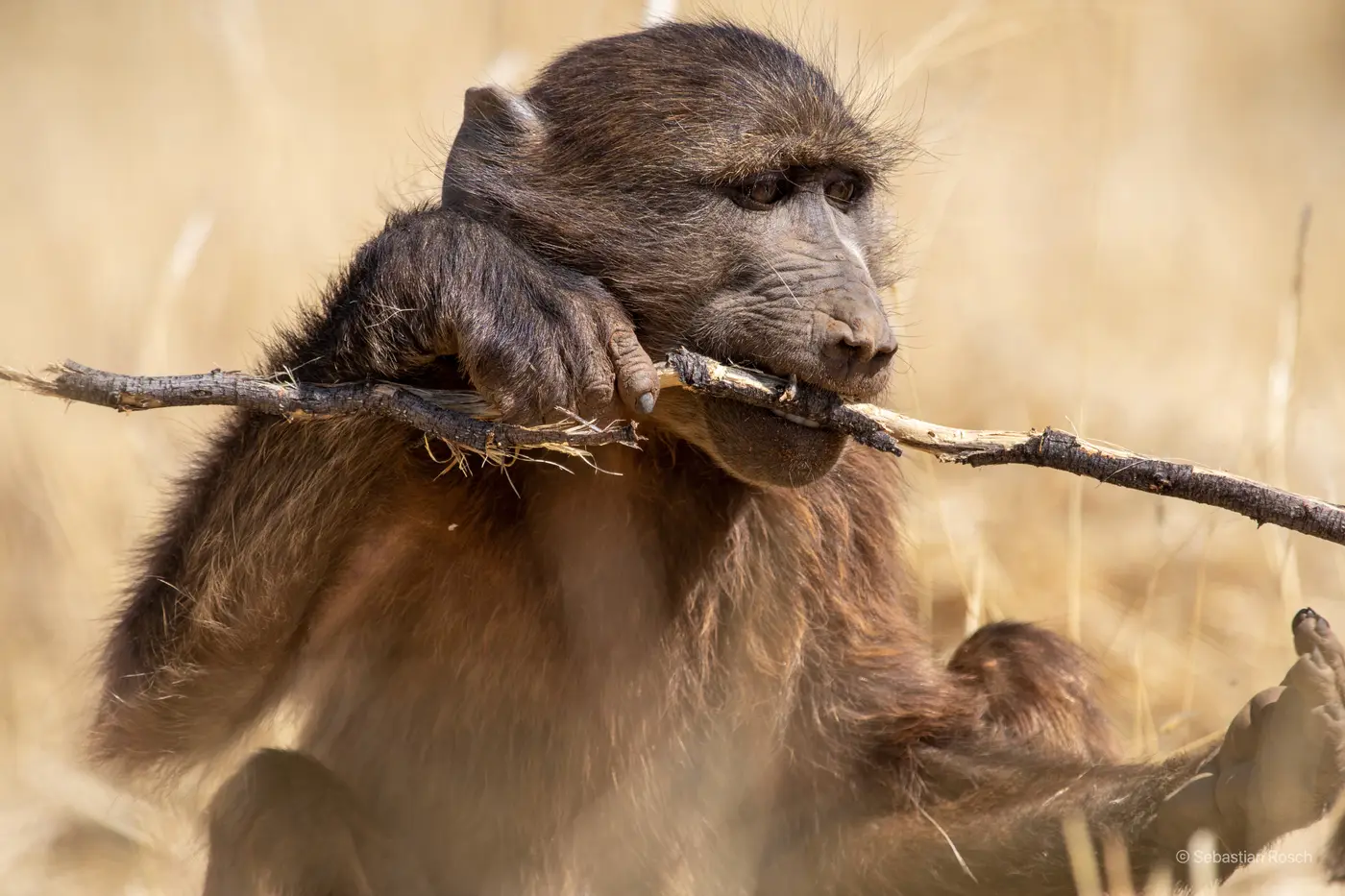 Namibia Wildlife Care & Conservation Program