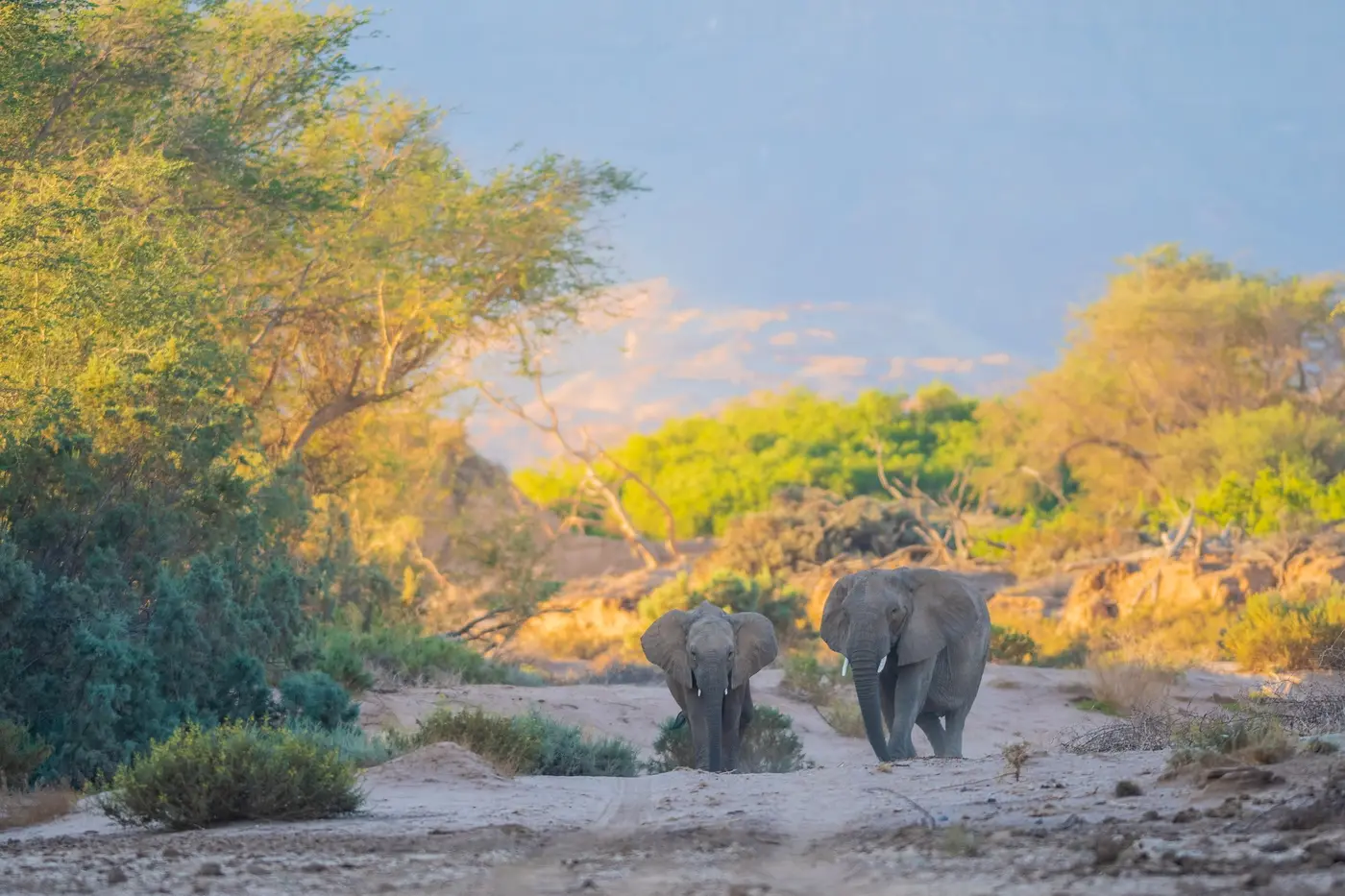 South Africa Wildlife Conservation Program