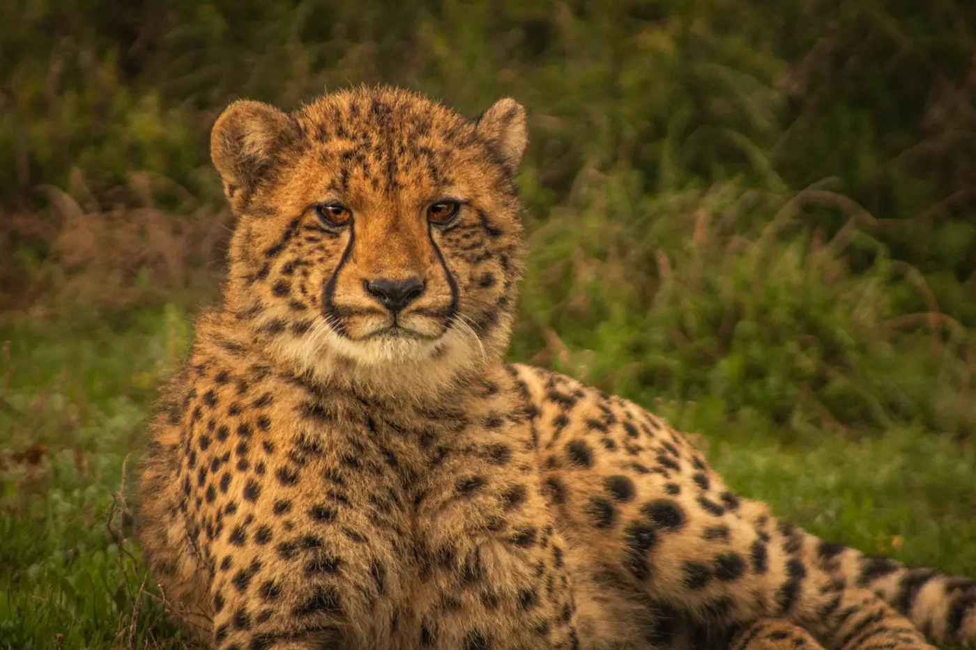 Western Cape Wildlife & Habitat Conservation Program