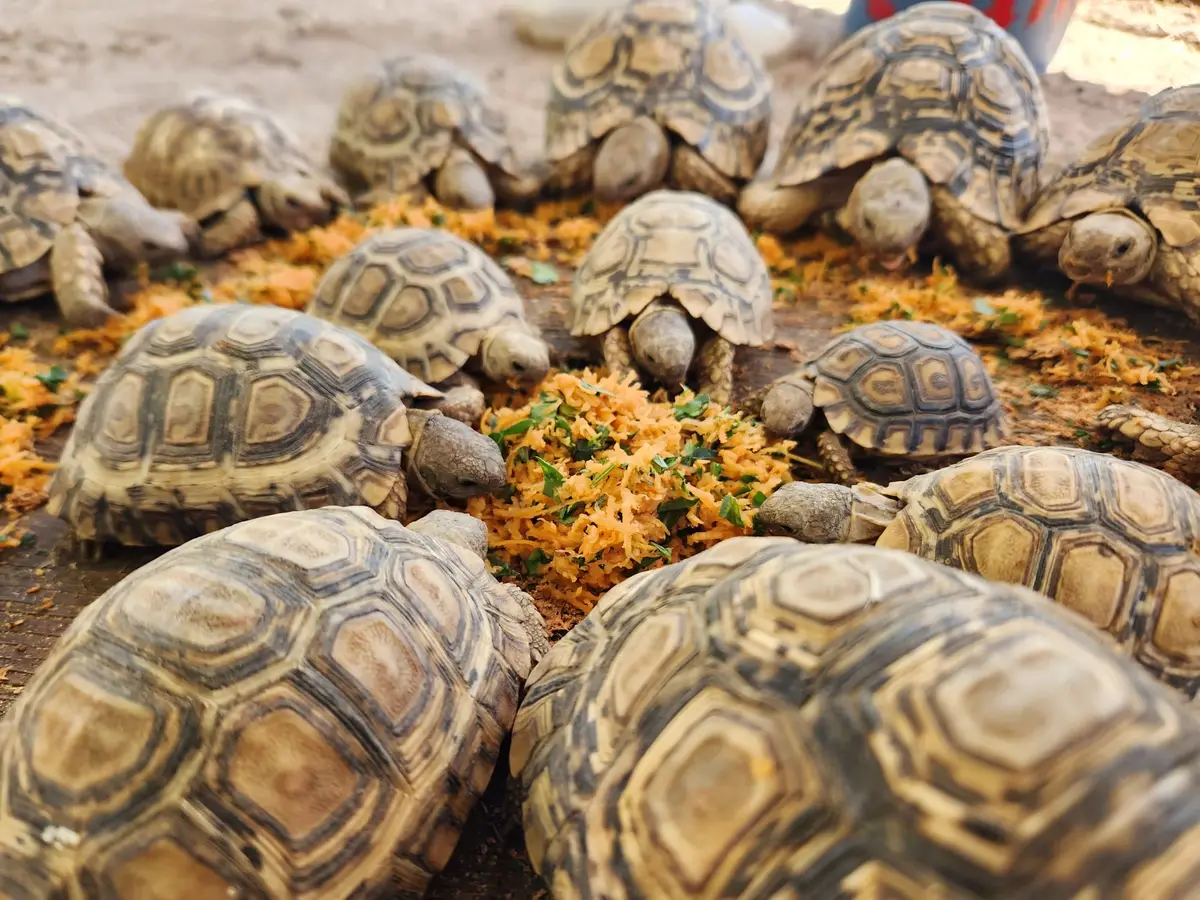 Tortoise feeding at the sanctuary